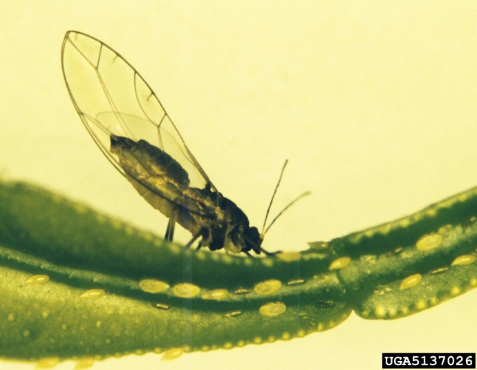 Figure 1. African citrus psyllid (adult female 4 mm) (Image: S.P. van Vuuren, Citrus Research International, Bugwood.org) Psyllid insect on a green leaf with a yellow background