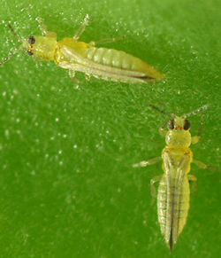 Figure 1. Adult South African citrus thrips (1 mm) (Image: Queensland Government) Magnified image of 2 light green insects on a slightly darker green background