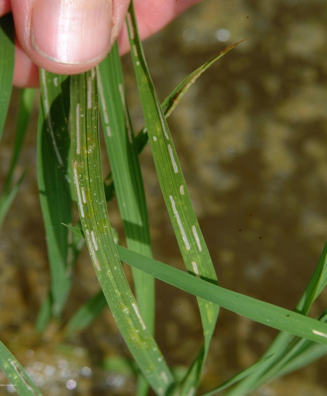 Figure 2. Feeding scars caused by adult rice water weevil (Image: N. Hummel, Louisiana State University AgCentre) Human hand holding rice leaves which are green with white lines of feeding scars
