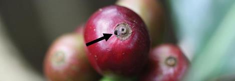 Figure 2. Coffee berry borer hole in tip of berry (Image: Cory Eldridge, www.freshcup.com) A red coffee berry with and arrow pointing to a small hole in the surface of the berry