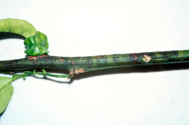 Figure 3 Leprosis stem lesions (Image: NSW DPIRD) Green stem of an orange tree with small light brown lesions on surface of stem