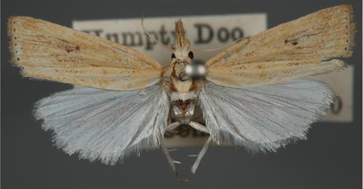 Pinned specimen of stem borer moth with small yellow-brown bodies and 16-25 mm wingspans.