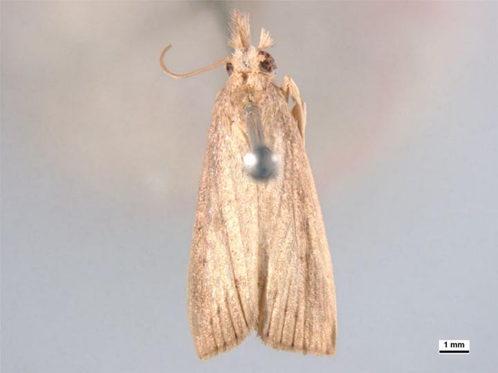 A pinned sugarcane stem borer moth with its wings folded in.