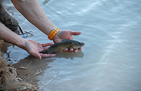 Darling River fish rescue
