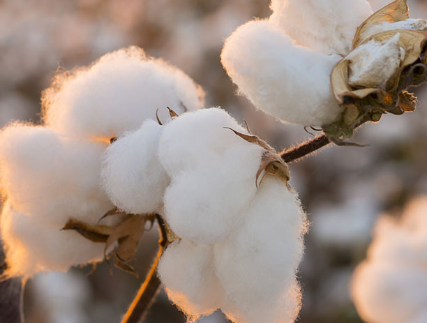 Cotton field