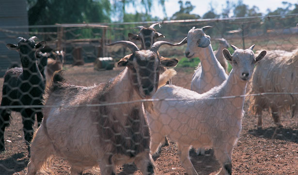 Goats