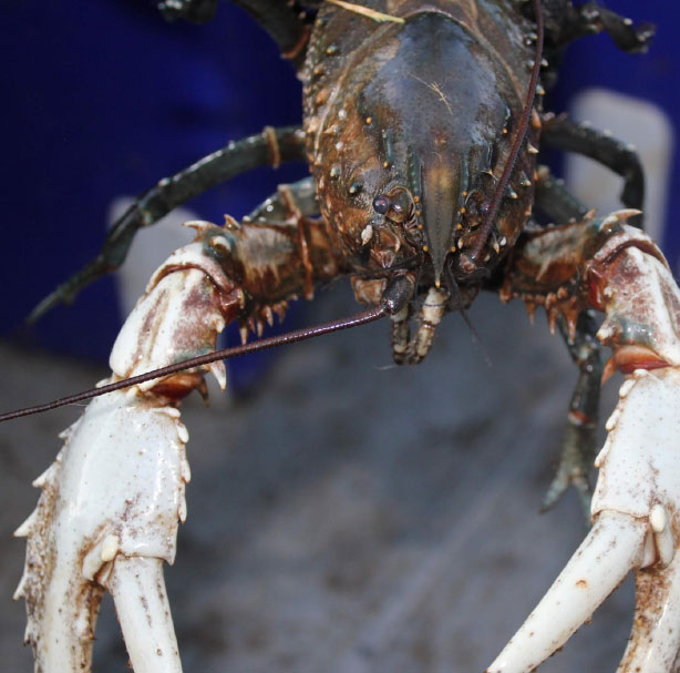 Murray Crayfish