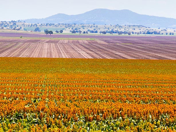 Sorghum Crop