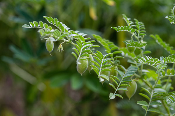 Pulses