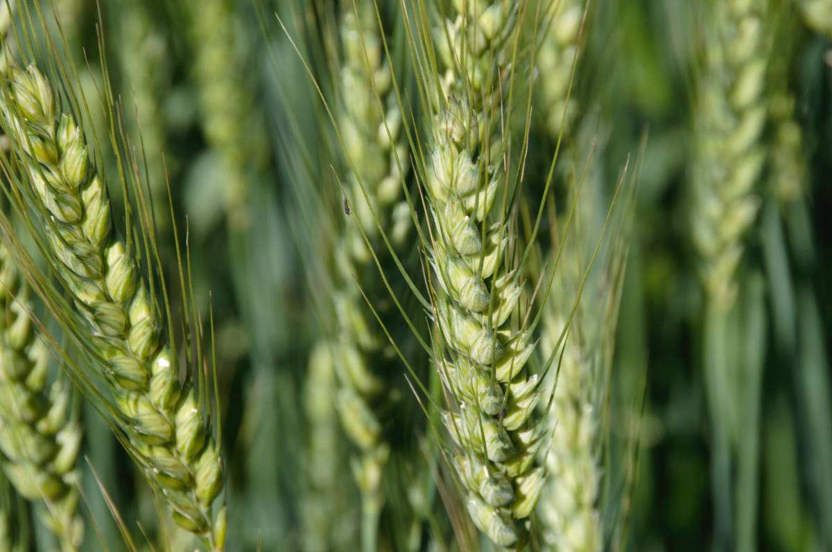 Wheat