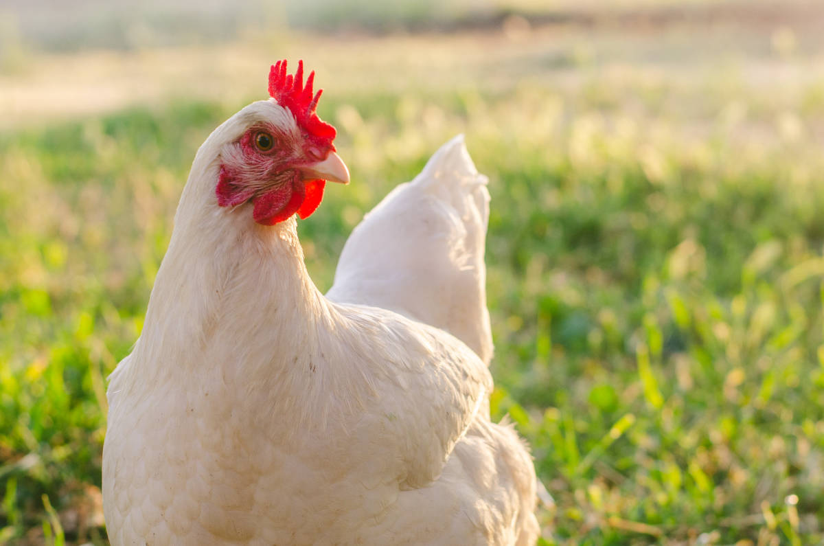 Poultry