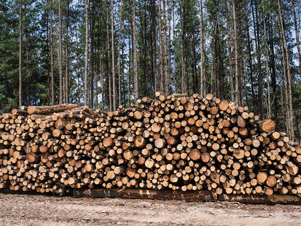 Forestry
