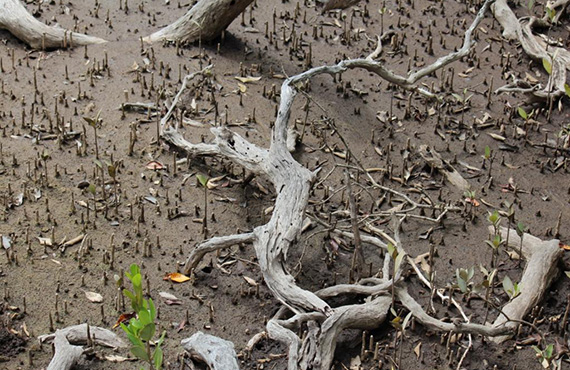 Mangrove habitat
