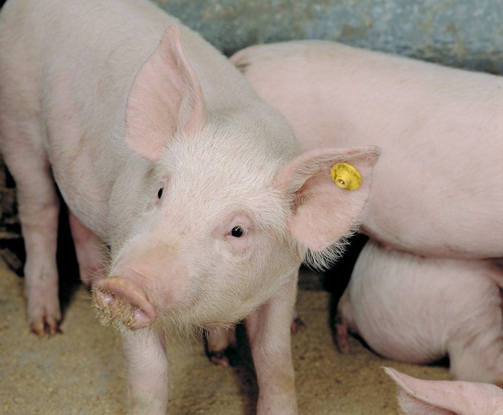 Pig with an ear tag looking up