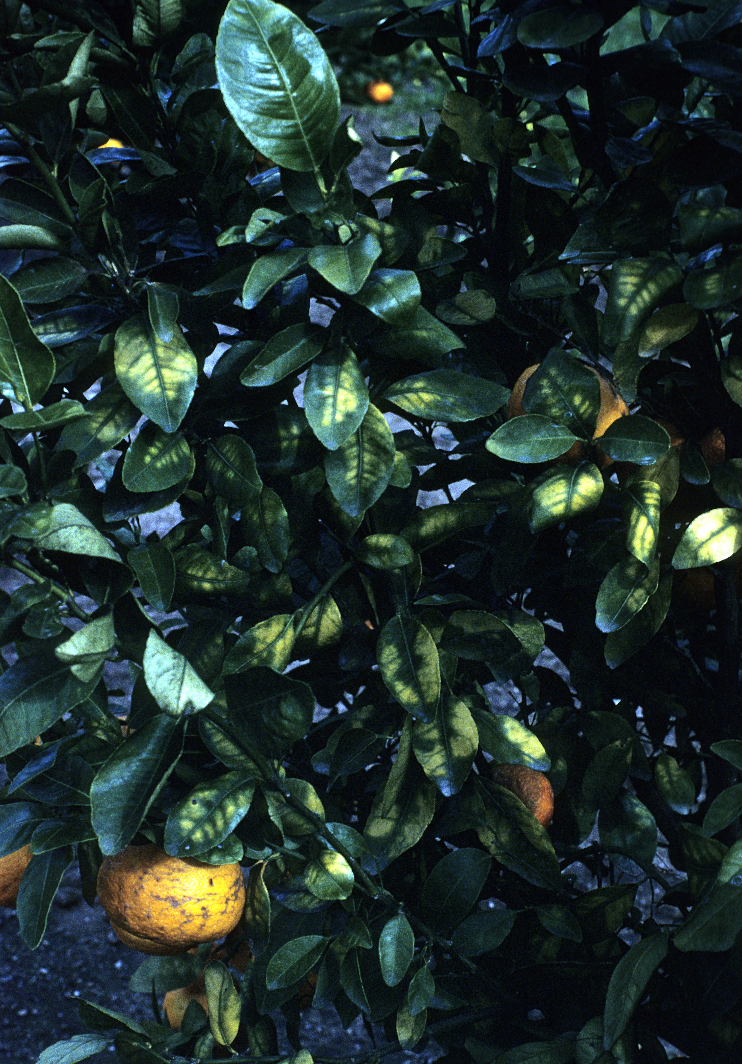 Figure 2. Magnesium deficiency can cause cropping decline.
