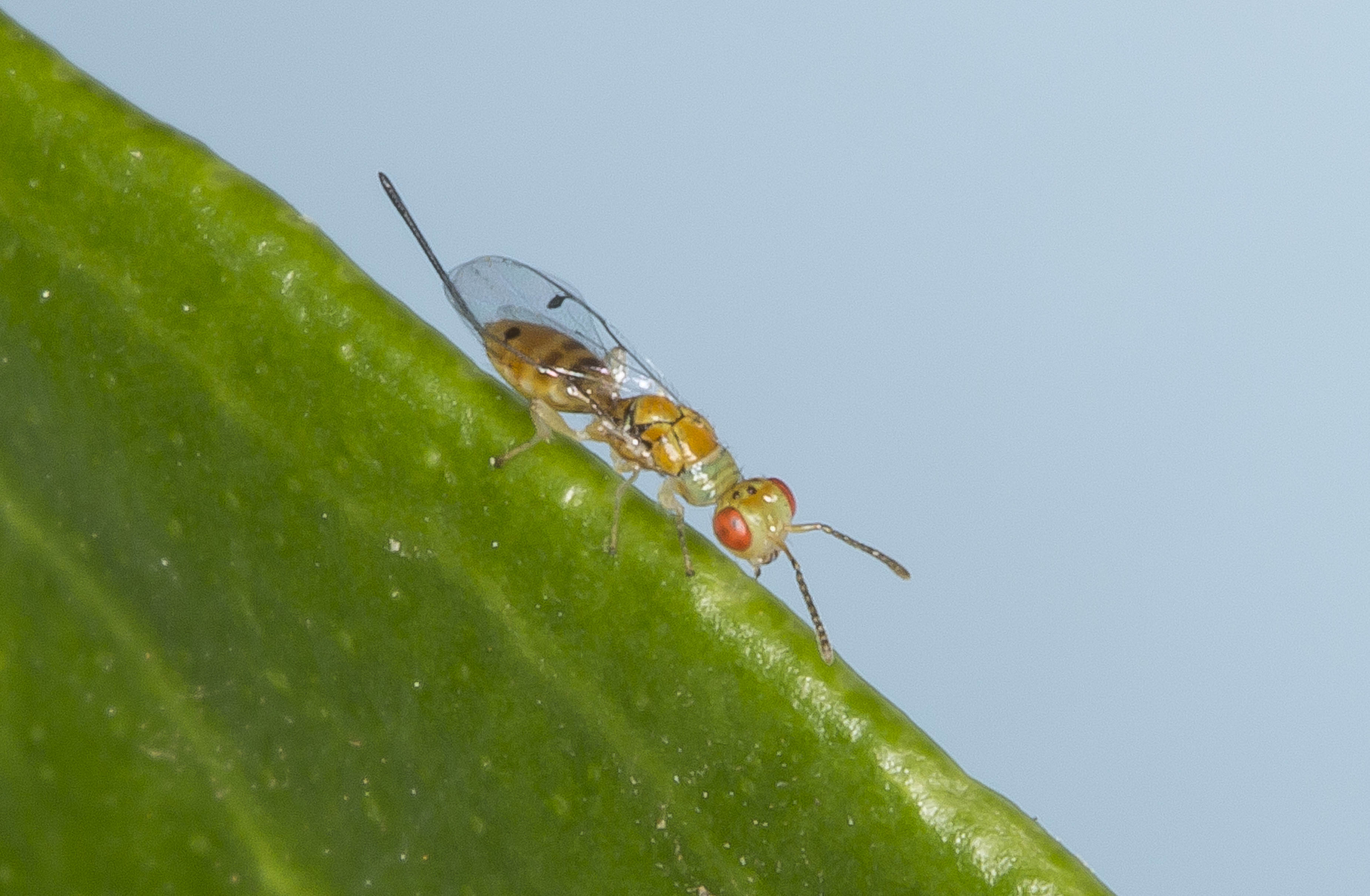 Figure 10. Megastigmus trisulcus a parasitic wasp species of CGW. Photo: Smith et al. 1996. 