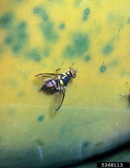 Figure 2 The green markings are punctures where the fly has laid eggs (Image: Merle Shepard, Gerald R.Carner, and P.A.C Ooi, Bugwood.org) Black and yellow fly on a yellow and green fruit