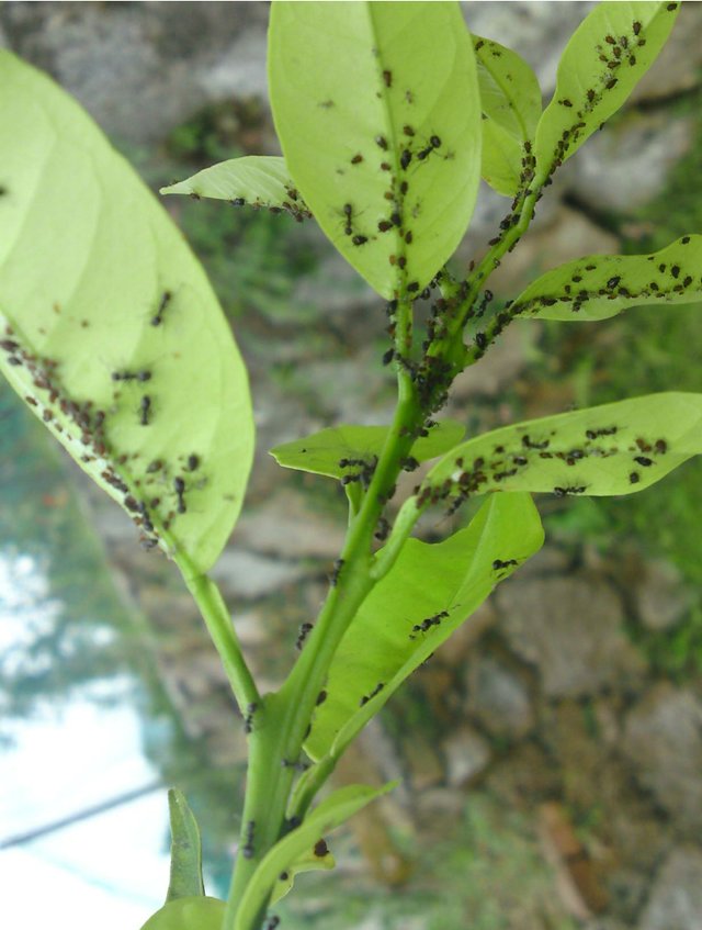 Figure 1. Typical aphid infested flush. Photo: Nerida Donovan.  