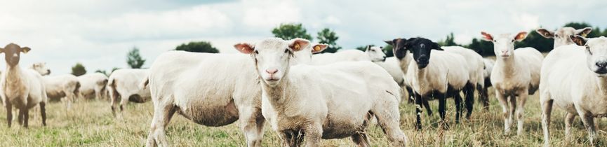 sheep in a paddock