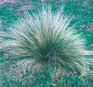 Serrated tussock