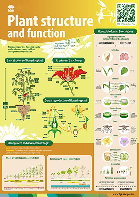 Plant structure and function poster showing plant cross sections, parts of plants and monocoyledon v dicotyledon comparisons