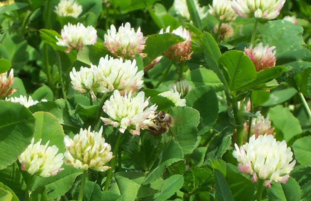 Balansa clover & bee