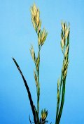 Prairie grass