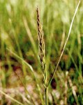 Tall fescue