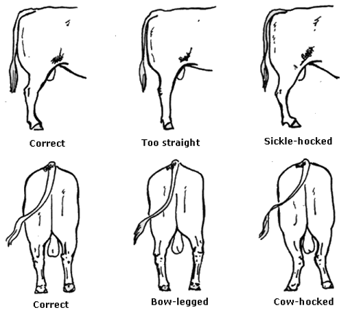 Figure 7. The structure of the hind legs shoudl be well-defined angles in the joints at the hip, stifle, hock and pastern joints. Various bull hind legs stances