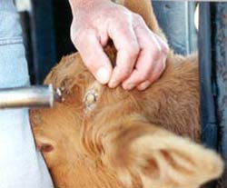 Dehorning a calf