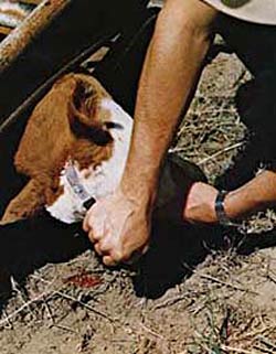 Dehorning by knife