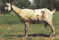 Anglo Nubian doe Anglo Nubian doe