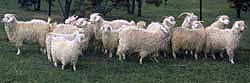 Angora does Angora does