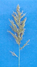 Consol lovegrass