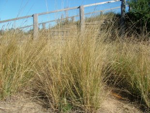Slender rats tail grass