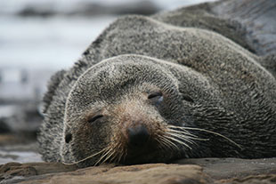 Fur seal by Matt Carr
