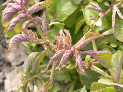 Figure 2. Leaf curling and purpling in potatoes (Image: Joseph E Munyaneza, USDA-ARS) Upward curling purple coloured leaves in potatoes infected with Candidatus Liberibacter solanacearum