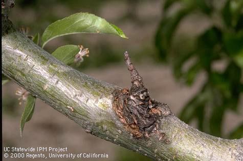 Figure 1 European canker infection around leaf scar (Image: UC Statewide IPM Project, University of California) Small tree branch with area of orange-dark brown canker on bark