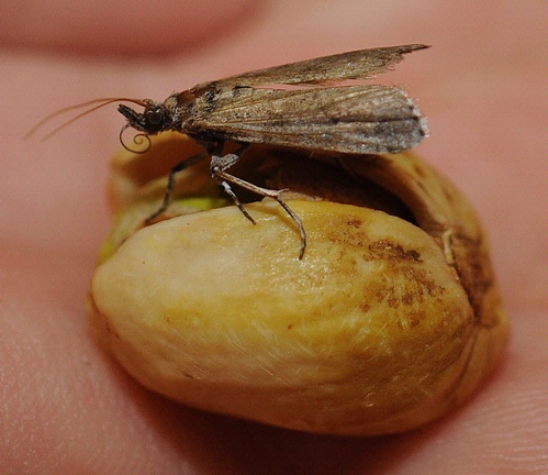 Figure 1. Navel orangeworm moth (10 mm) on pistachio (Image: Kathy Keatley Garvey, Agriculture and Natural Resources, University of California) Brown moth sitting on a pistachio