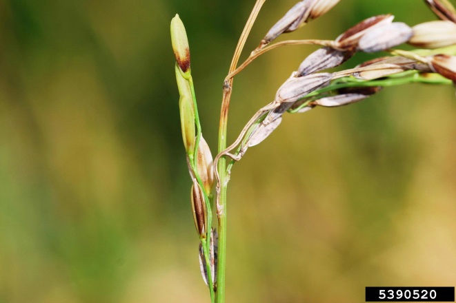Rice panicle with greyed florets and brown lesions on panicle branches
