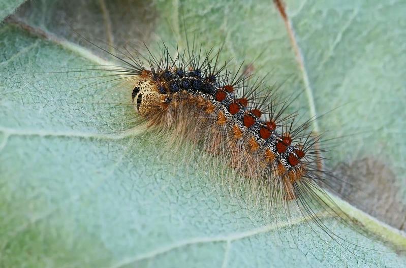 Asian gypsy moth larva on a leaf with long hairs protruding all over the body. The top of the larva shows a double row of colourful dots with 5 pairs of blue followed by 6 pairs of red.