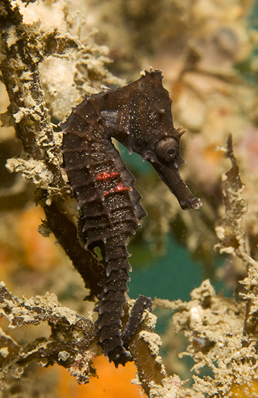 A tagged juvenile White's Seahorse (Photo: D. Harasti) A black White's Seahorse with two red stripes