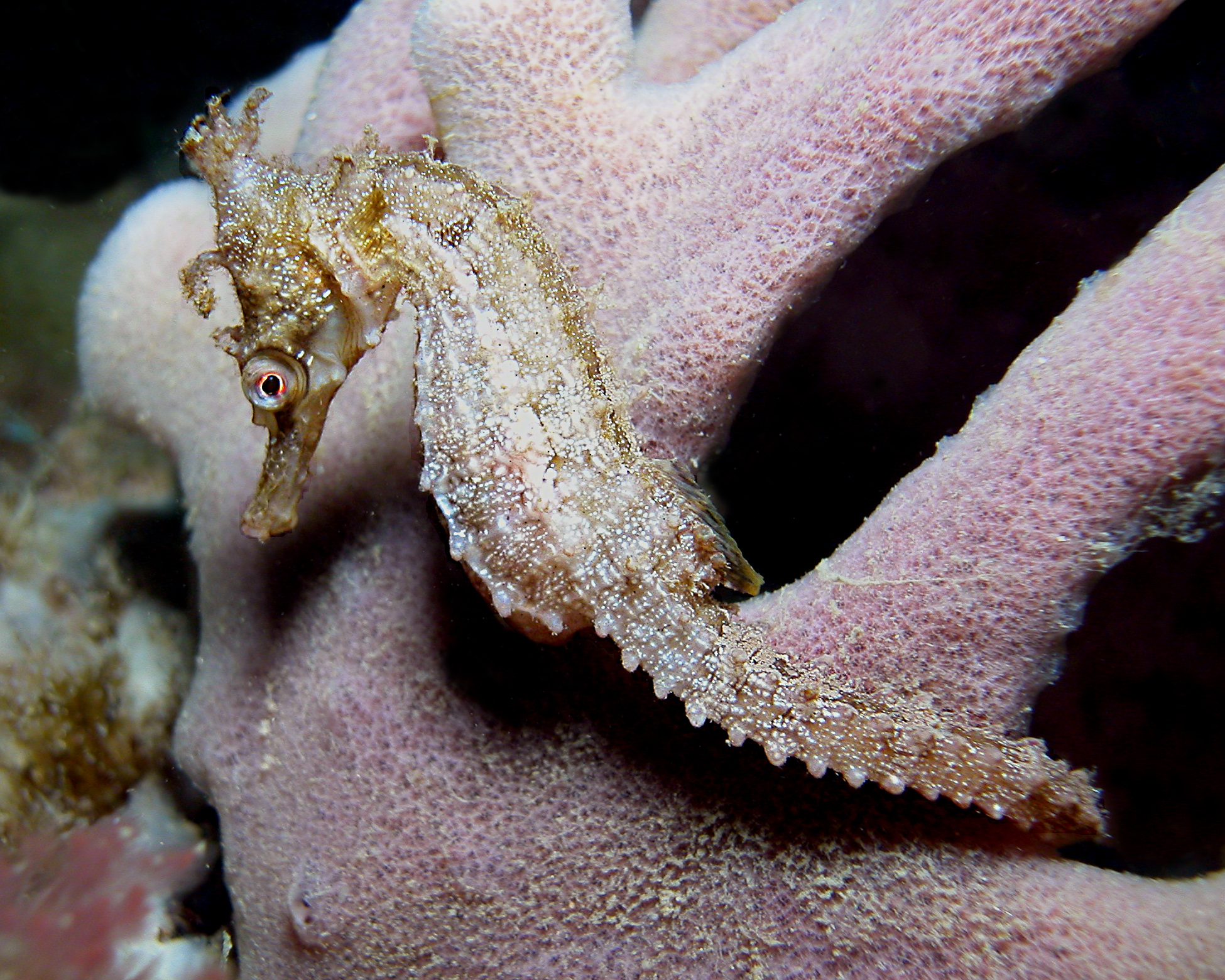 A White's Seahorse (Photo: D. Harasti) A white White's Seahorse on pink sponge