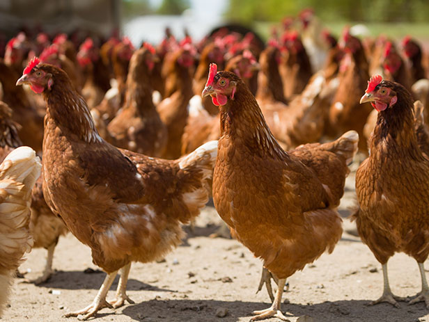 Hens