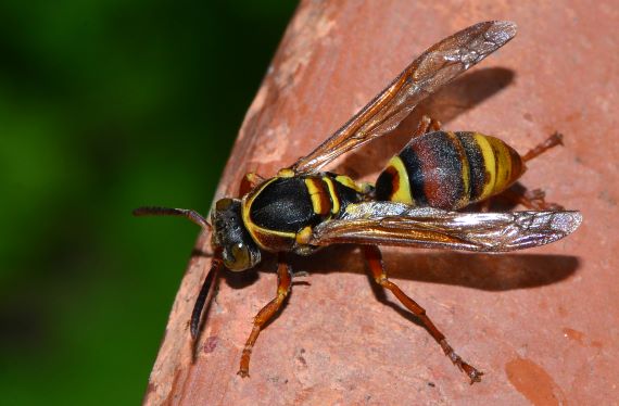 The common paper wasp (Image: Jean and Fred, Flickr) Brown wasp with yellow markings on a brown branch