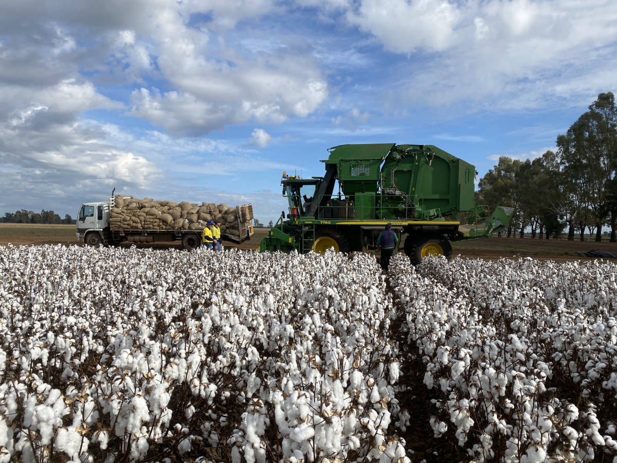 Cotton