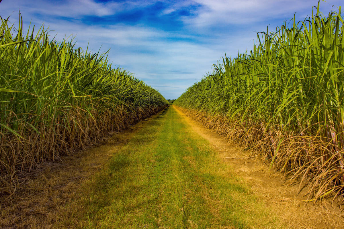 Sugarcane