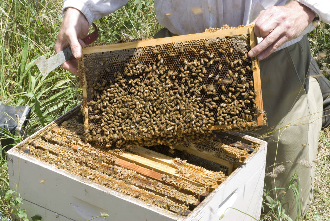 Honey