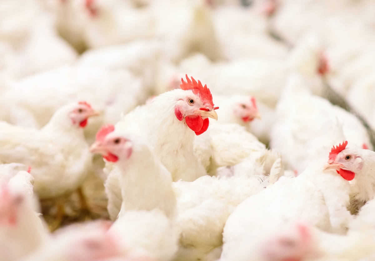 Poultry