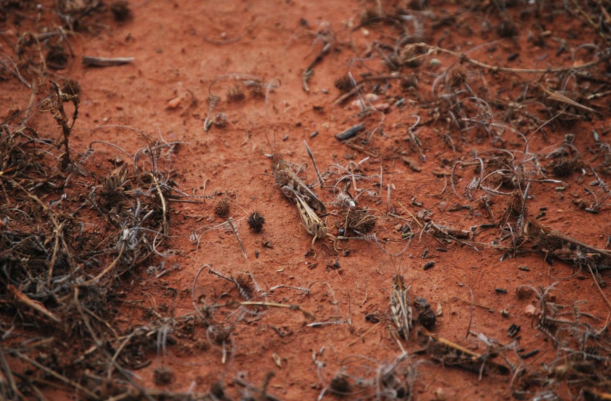 Locust on red earth